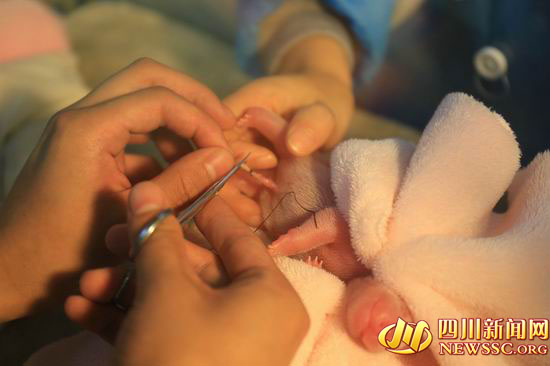 奥运吉祥物晶晶的图片,奥运会吉祥物晶晶