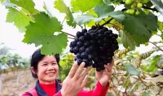 南宁周边农家乐哪里便宜又有果摘,南宁可以摘果的农家乐