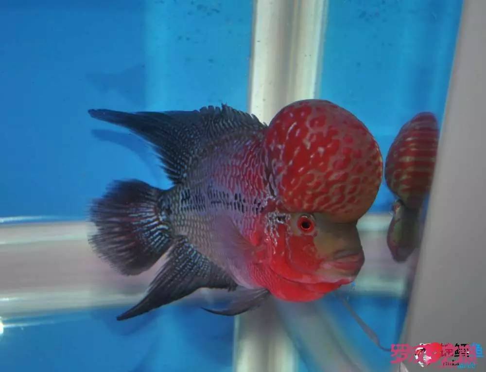 罗汉鱼烧尾用什么药好,罗汉鱼烧尾恢复过程