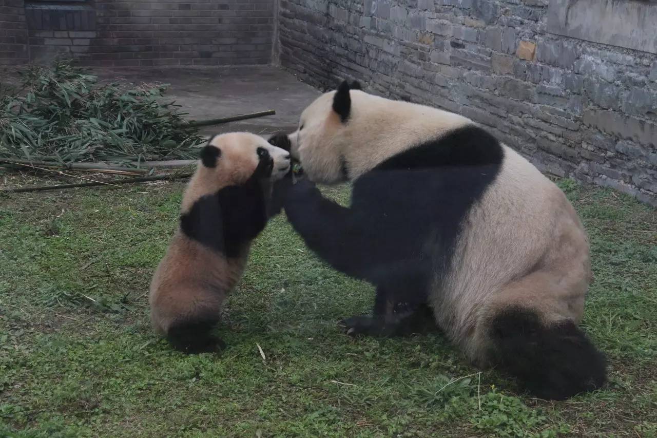 专访丨他说他的目标是拍一套熊猫有表情的照片