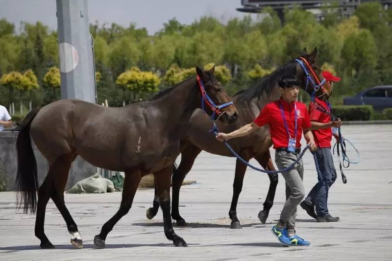 81匹新西兰纯血马及赛事用马助力驭马文化节，精彩不容错过！