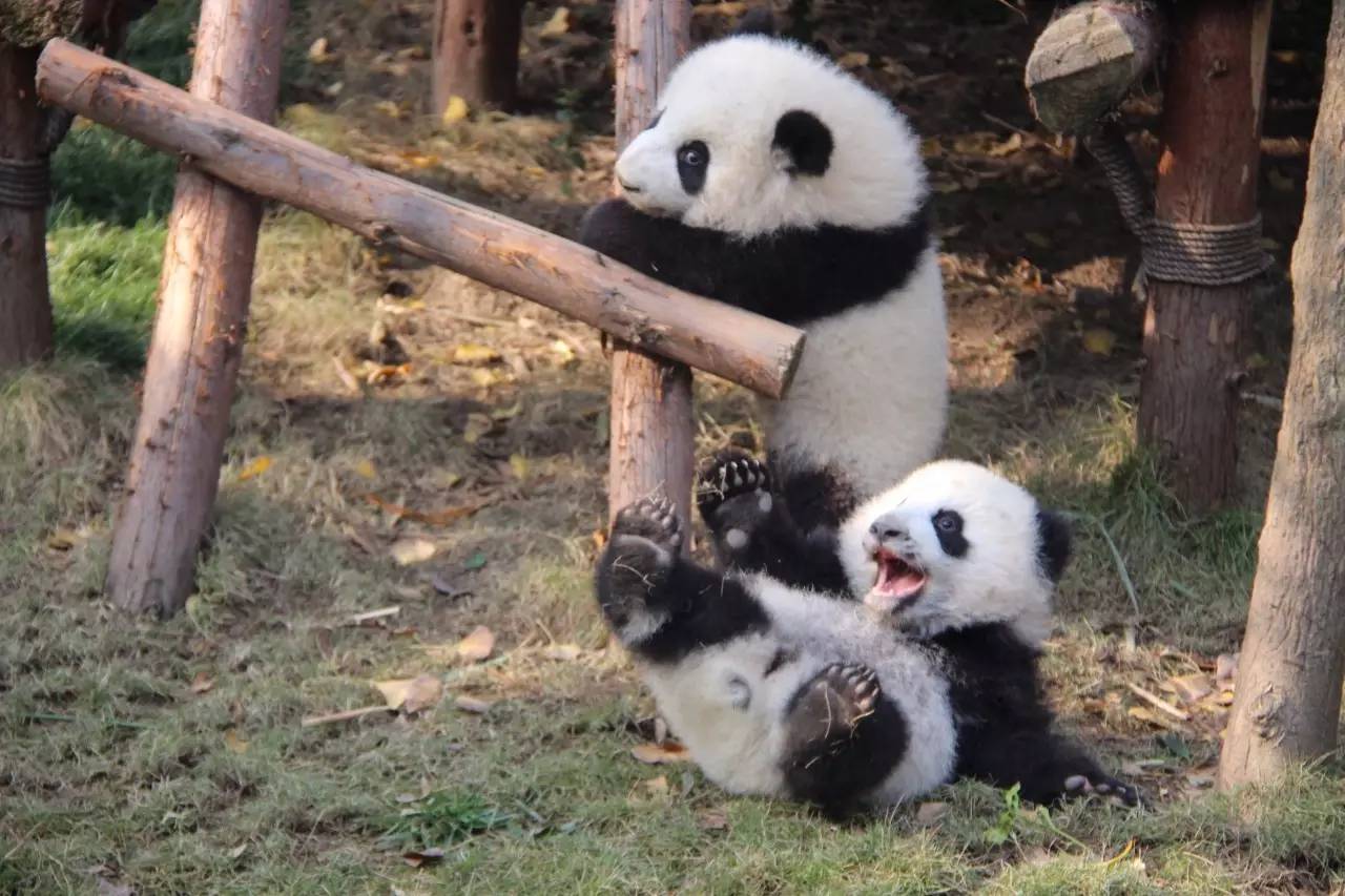 专访丨他说他的目标是拍一套熊猫有表情的照片