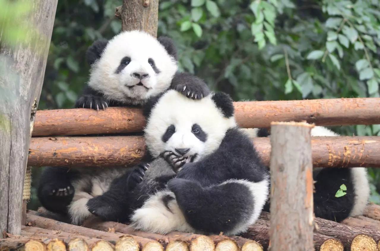 专访丨他说他的目标是拍一套熊猫有表情的照片