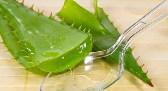 这个植物能治多种病,农村这些植物可都是宝