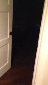 没想到你是这样的二狗子翻译,没想到你是这样的狗gif