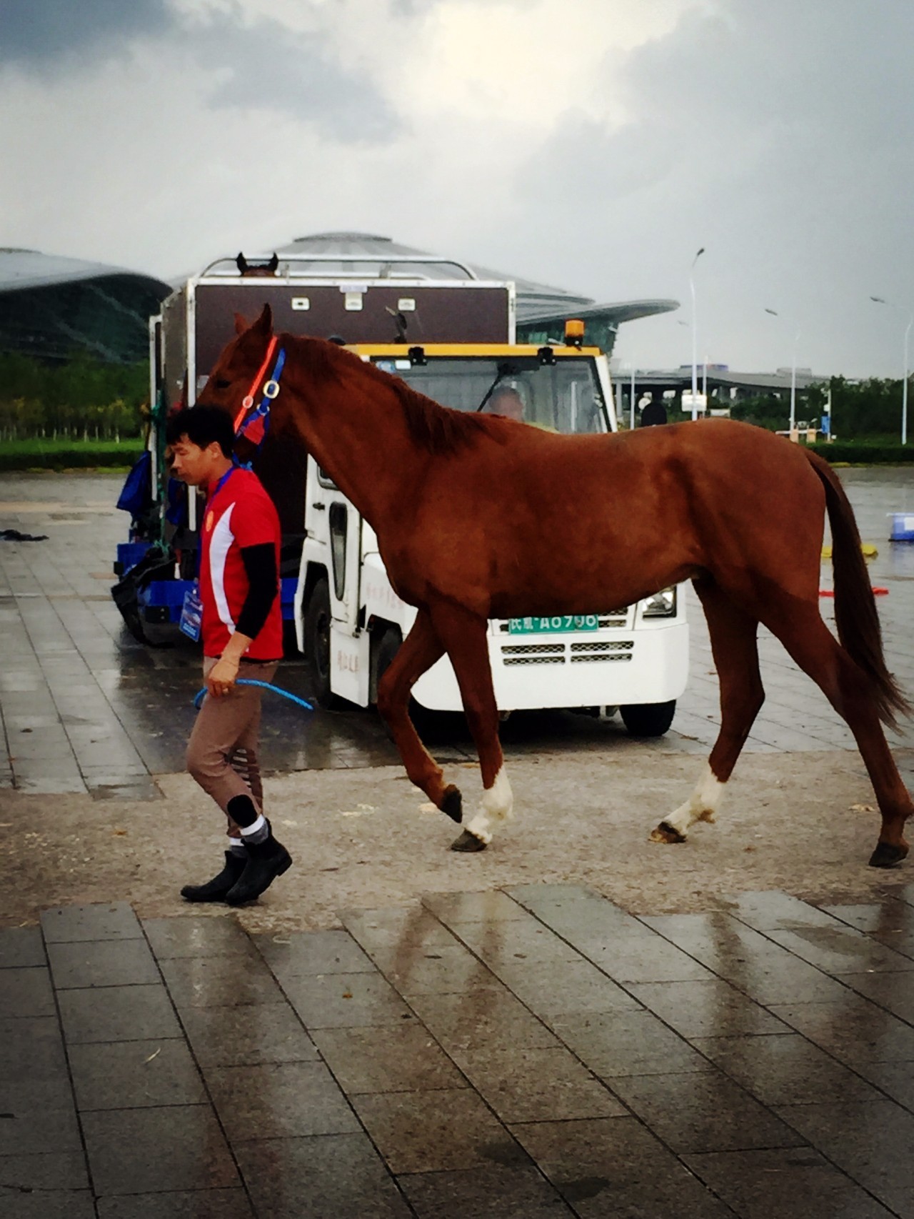 81匹新西兰纯血马及赛事用马助力驭马文化节，精彩不容错过！