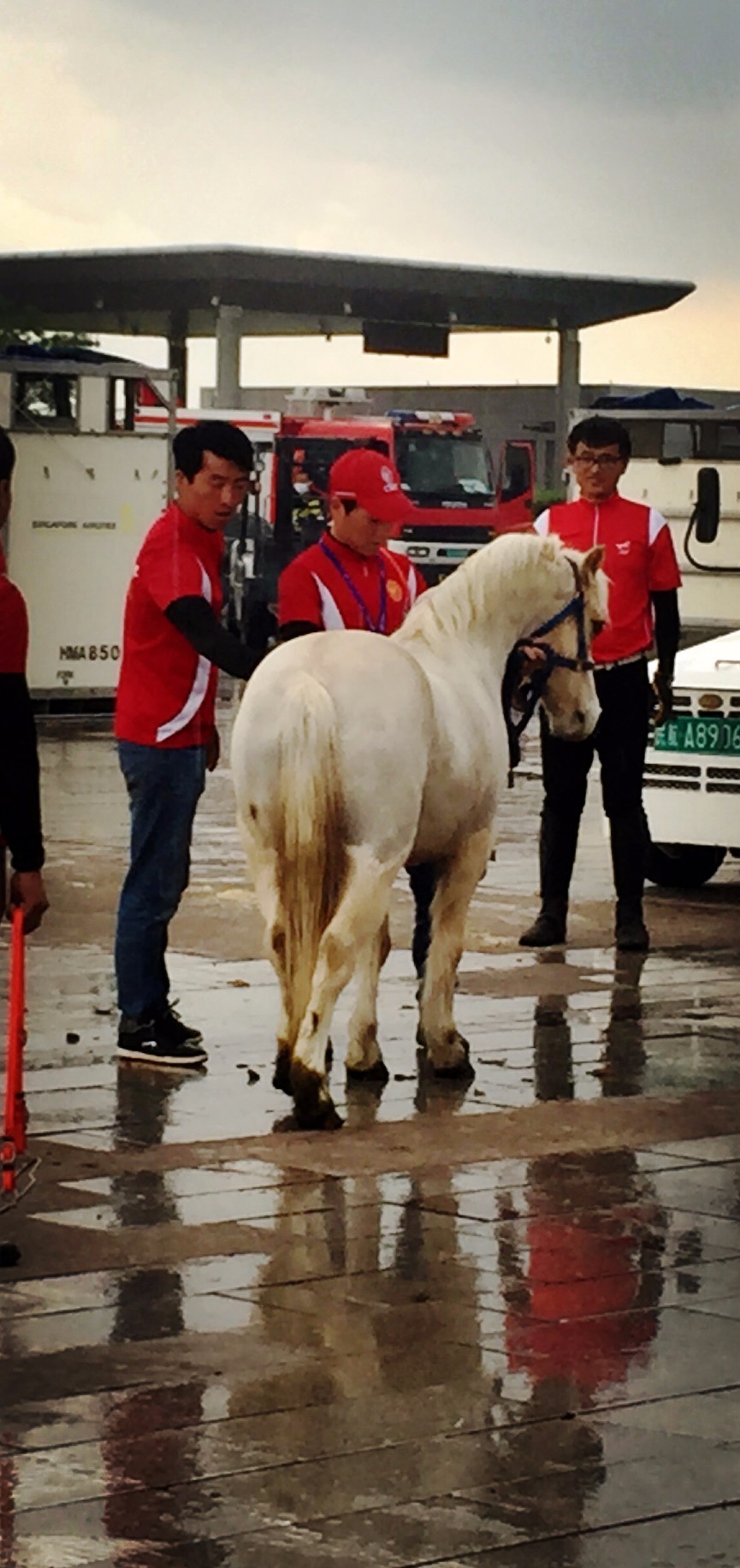 81匹新西兰纯血马及赛事用马助力驭马文化节，精彩不容错过！