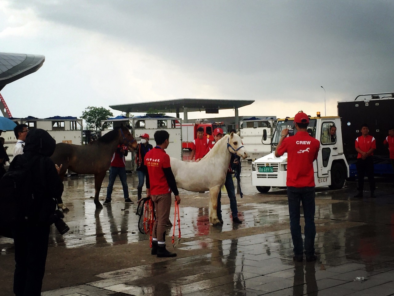 81匹新西兰纯血马及赛事用马助力驭马文化节，精彩不容错过！