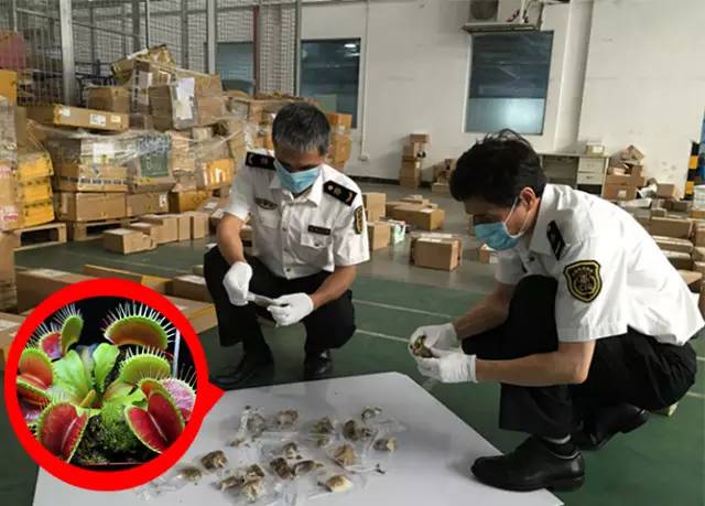 国内怎么玩pokemongo2020,大陆怎么才可以玩pokemongo