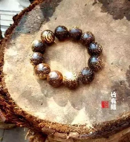 龙血金丝竹百科简介,龙血金丝竹简介