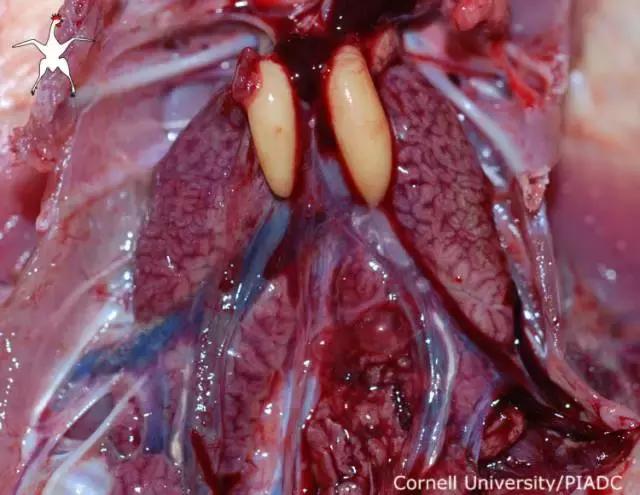 如果小鸟受伤了该怎么救助,发现受伤的小鸟应该怎么办