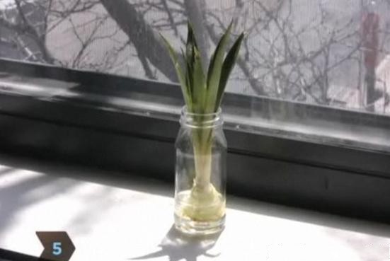 菠萝自己在家怎么种,菠萝在家自己怎样种植