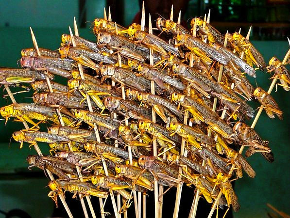 舌尖上的昆虫完整视频,舌尖上的昆虫