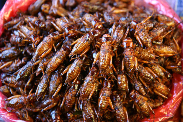 舌尖上的昆虫完整视频,舌尖上的昆虫