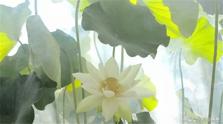 如何阅读一本英文原著,外国文学必读100本书