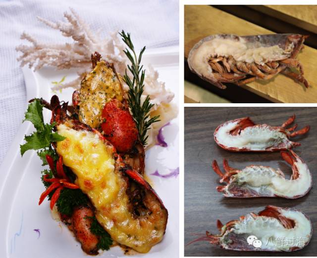 人气直追小龙虾的加拿大龙虾，关于它的干货都在这里