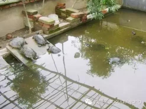 观察乌龟的方法,龟鳖类疾病的主要特点及防控措施