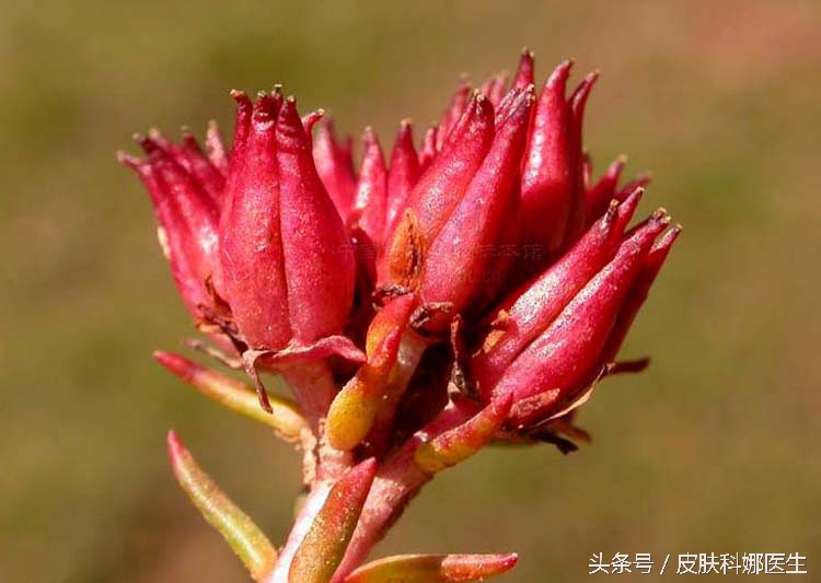 可以延年益寿的草药是什么,能补肾的草药