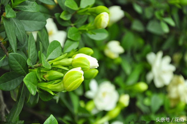 怎样栀子花开得更茂盛,怎样让栀子花开得多