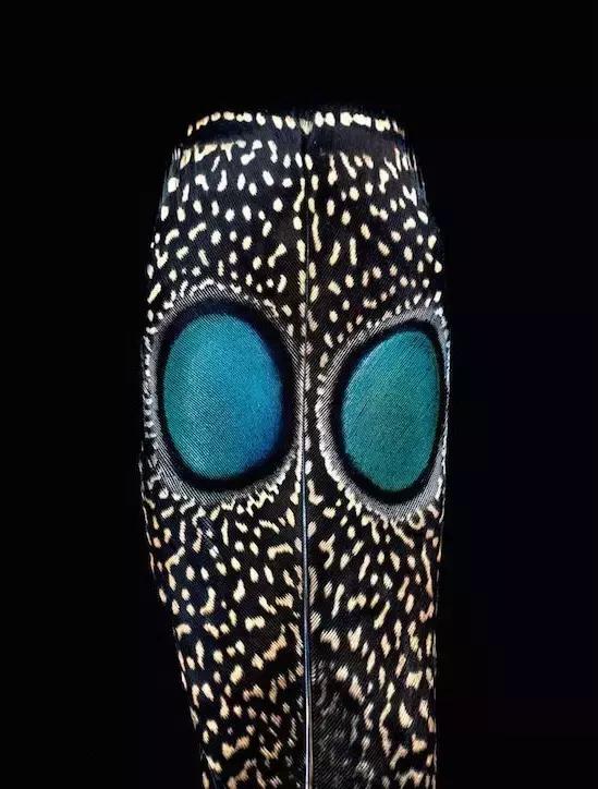 一根羽毛也许太普通了仿写,一根不起眼的羽毛