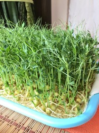 纸上种蔬菜,纸上种菜技术