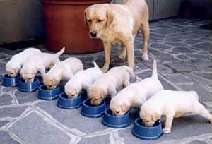 狗狗生理期时的关注事项,狗狗生理期关注哪些事项