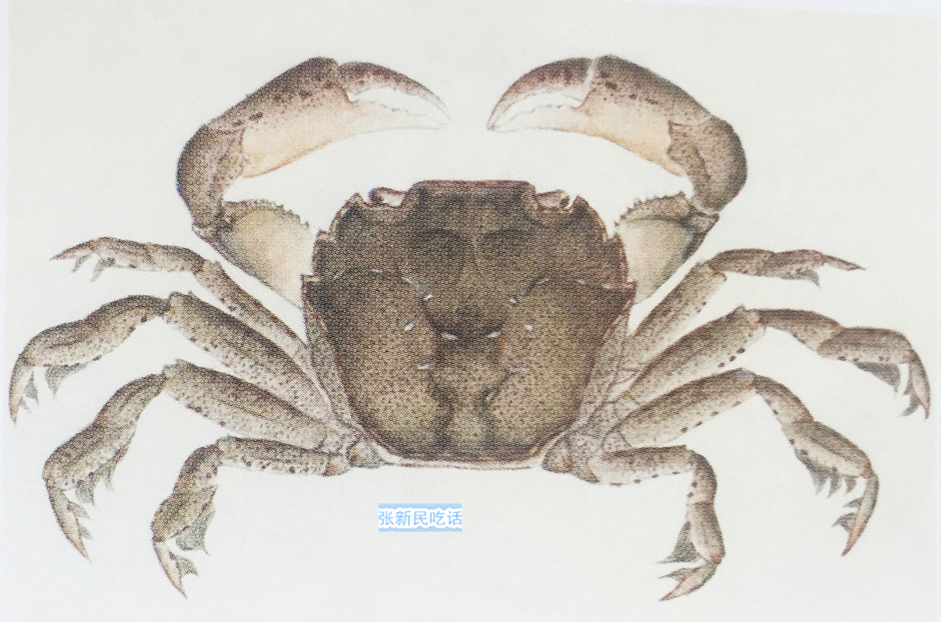 潮汕咸膏蟹是用什么蟹,潮汕腌制的螃蟹