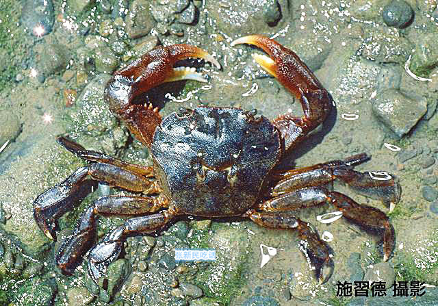 潮汕咸膏蟹是用什么蟹,潮汕腌制的螃蟹