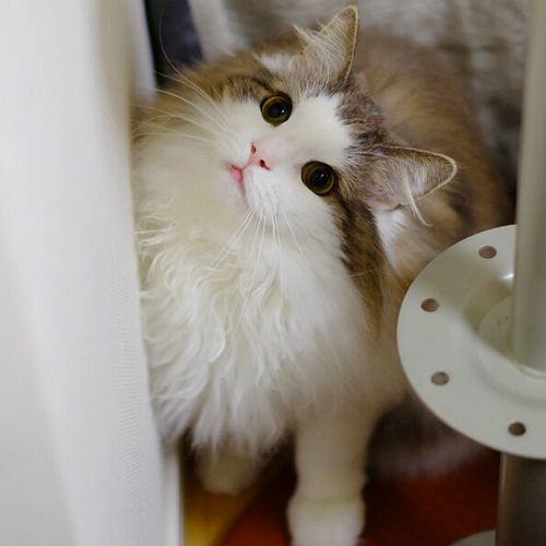 （城记|小灰枣）皮卡皮卡~皮卡丘~