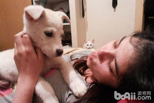 主人正专心逗狗，没想到狗狗一脸面瘫，而不远处猫咪的醋坛子翻了