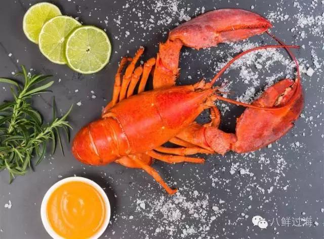 人气直追小龙虾的加拿大龙虾，关于它的干货都在这里