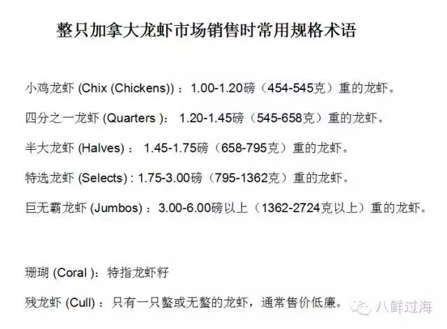 人气直追小龙虾的加拿大龙虾，关于它的干货都在这里