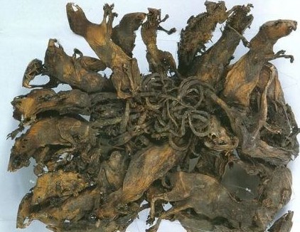 英国科学家先有鸡还是先有蛋,美国专家揭秘中国未解之谜