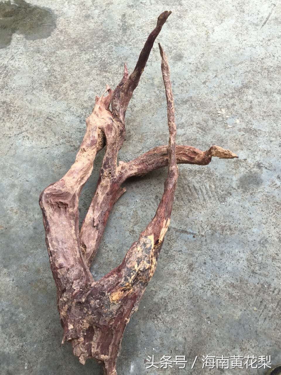 海南黄花梨老料欣赏,海南黄花梨老料还有多少