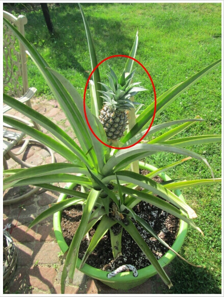 菠萝自己在家怎么种,菠萝在家自己怎样种植