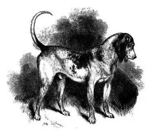 snoopy史努比是哪国品牌,snoopy史努比是什么动物