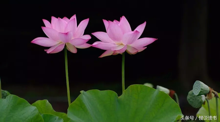 如何阅读一本英文原著,外国文学必读100本书