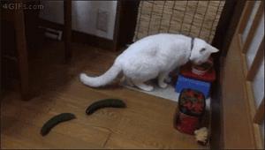 当猫咪遇到了黄瓜和香蕉，绝对污！