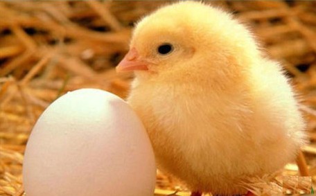 英国科学家先有鸡还是先有蛋,美国专家揭秘中国未解之谜