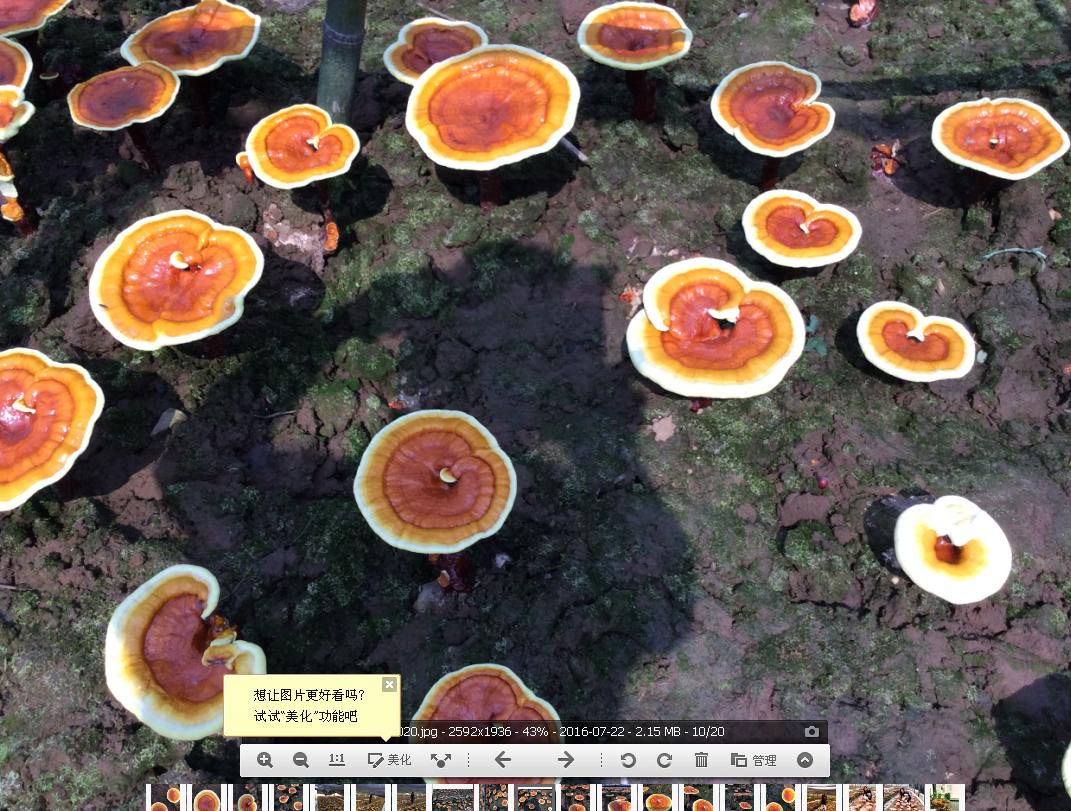 鐏佃姖绁炲浼犺,鐏佃姖鍗冨勾鐝嶅搧