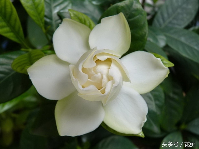 怎样栀子花开得更茂盛,怎样让栀子花开得多