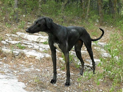 中国本土十大猎犬排行榜,中国本土最原始的猎犬