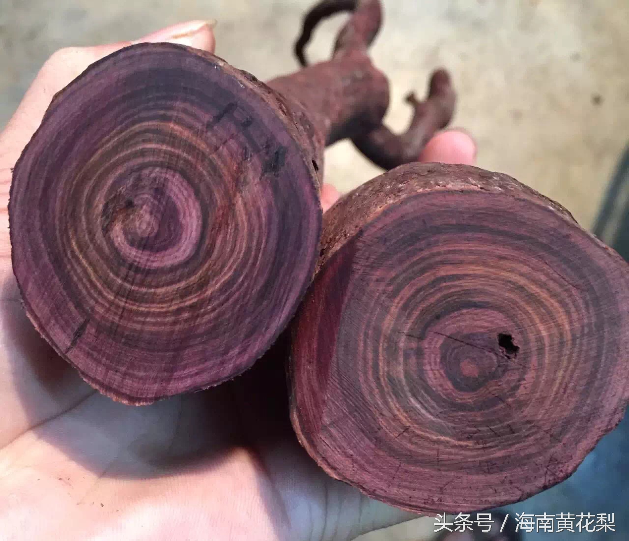 海南黄花梨老料欣赏,海南黄花梨老料还有多少