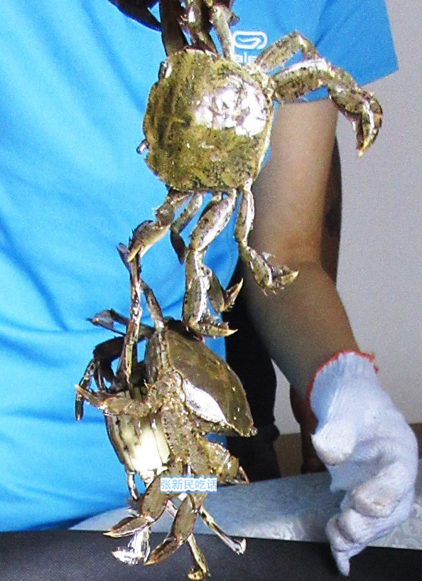 潮汕咸膏蟹是用什么蟹,潮汕腌制的螃蟹