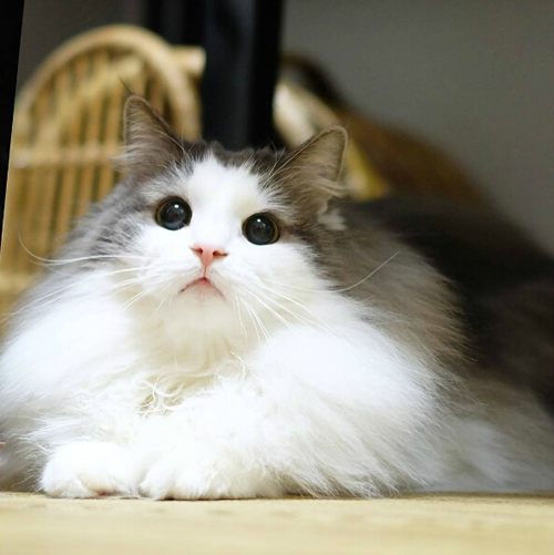 （城记|小灰枣）皮卡皮卡~皮卡丘~