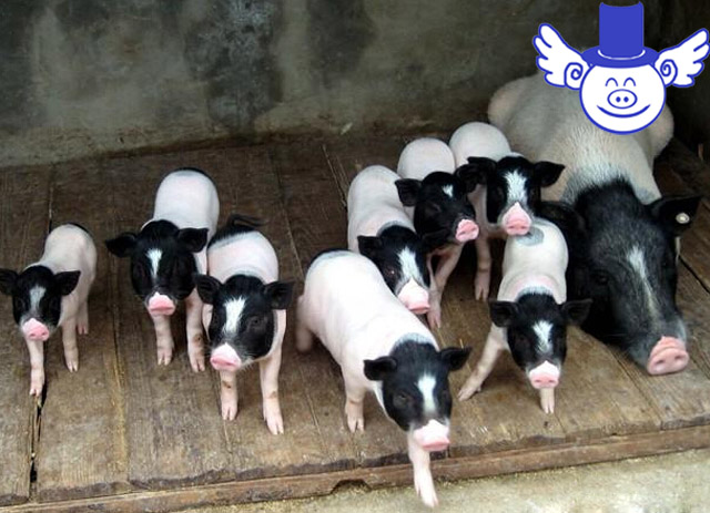 猪中暑是什么症状和用什么药能治,猪中暑治疗最佳方法