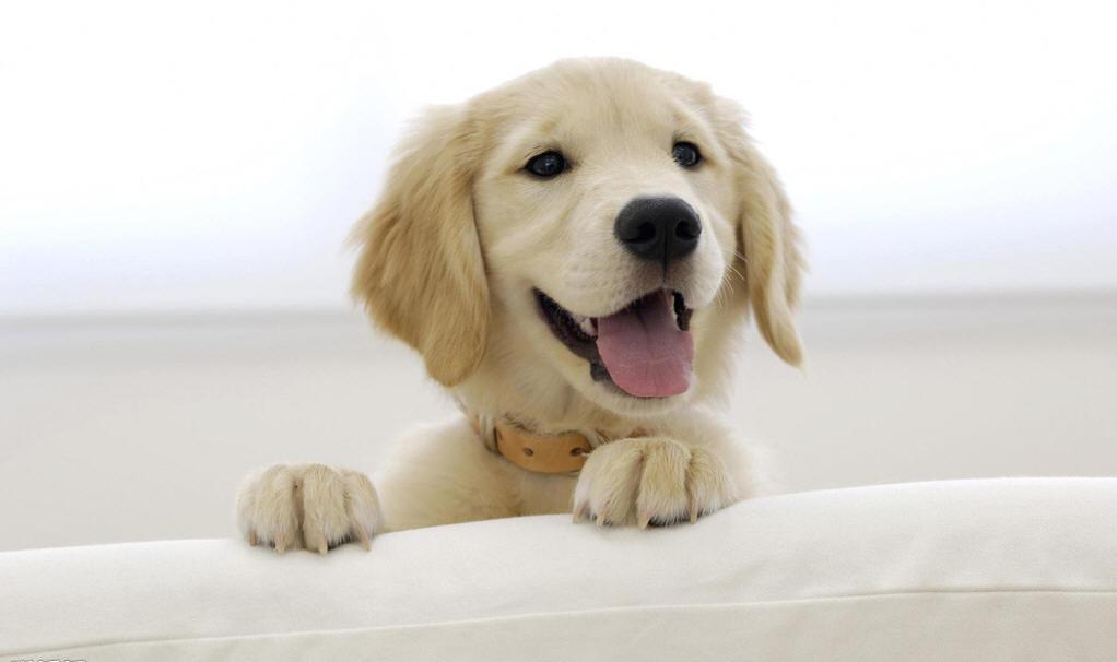 趾间炎狗狗怎么治疗,狗狗趾间炎怎么治疗最快