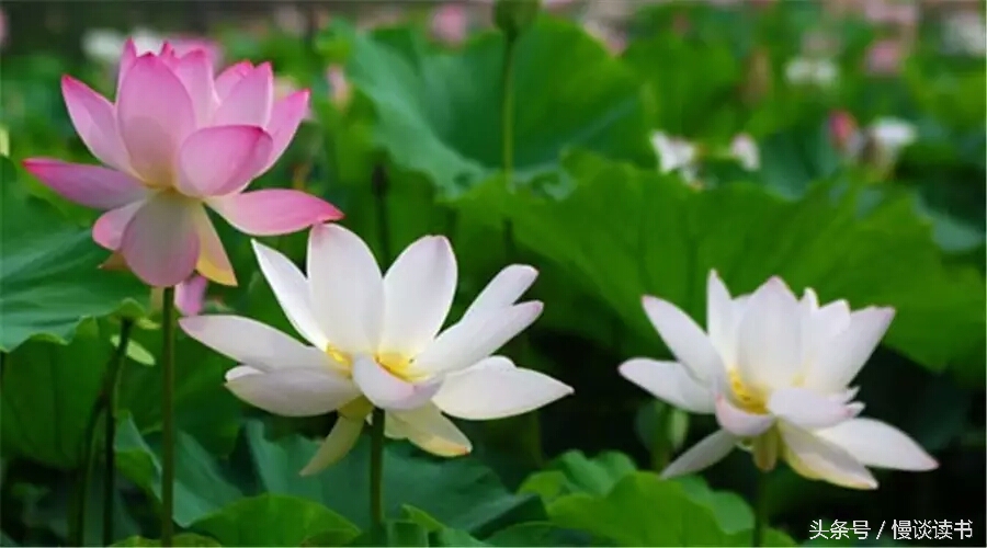 如何阅读一本英文原著,外国文学必读100本书