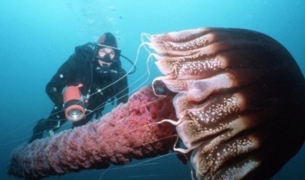 英国科学家先有鸡还是先有蛋,美国专家揭秘中国未解之谜