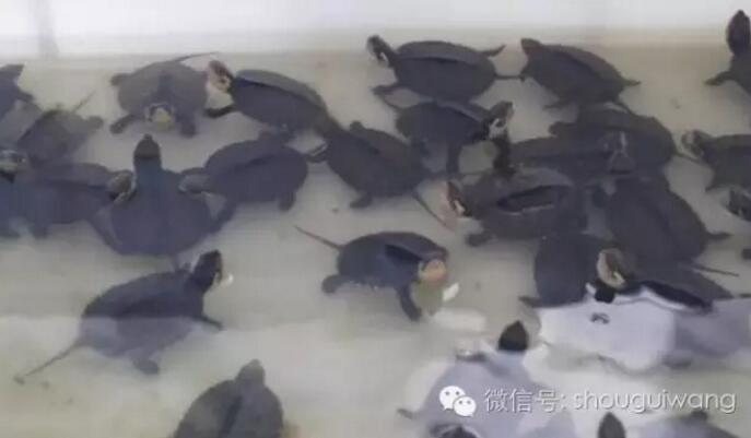 观察乌龟的方法,龟鳖类疾病的主要特点及防控措施